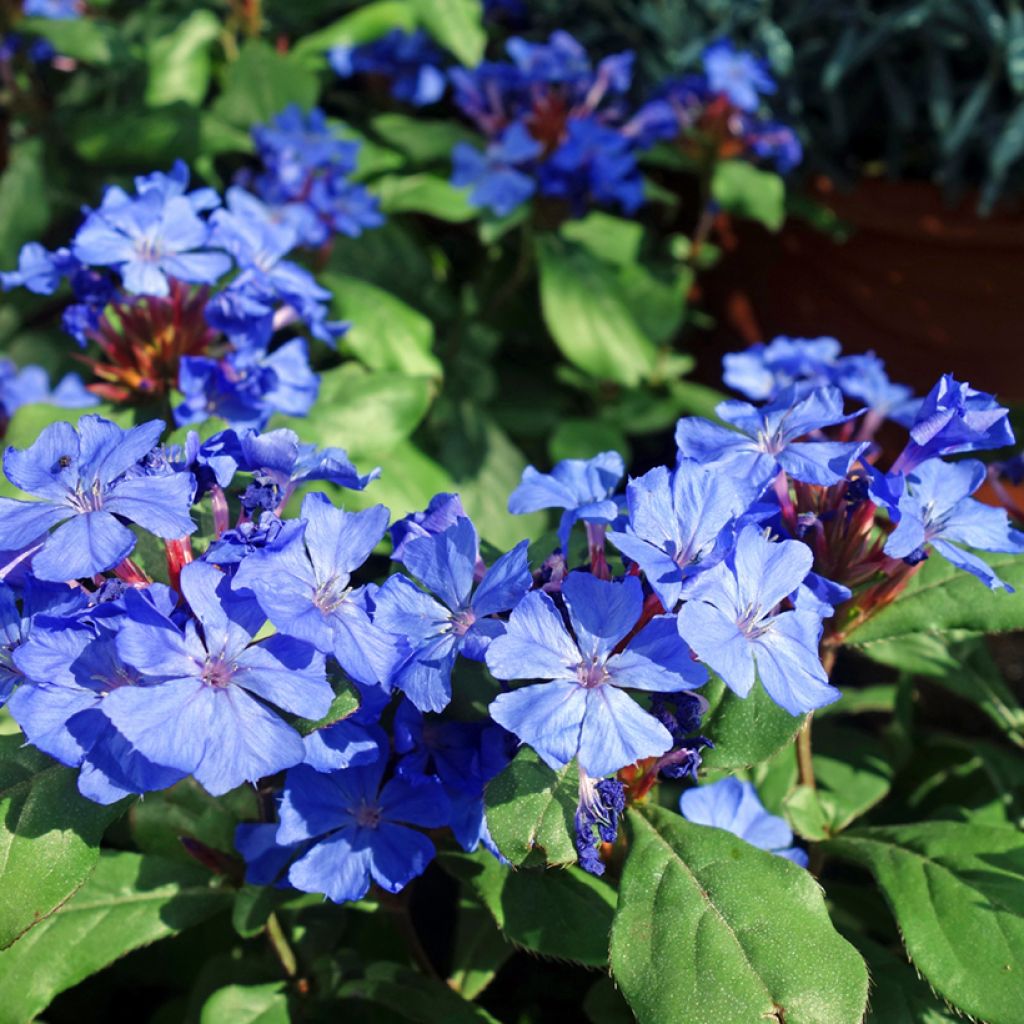 Ceratostigma willmottianum - Hornbleiwurz