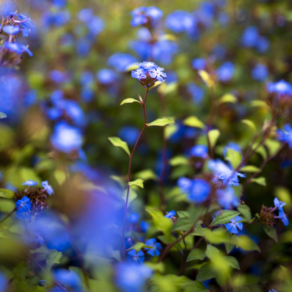 Ceratostigma willmottianum - Hornbleiwurz