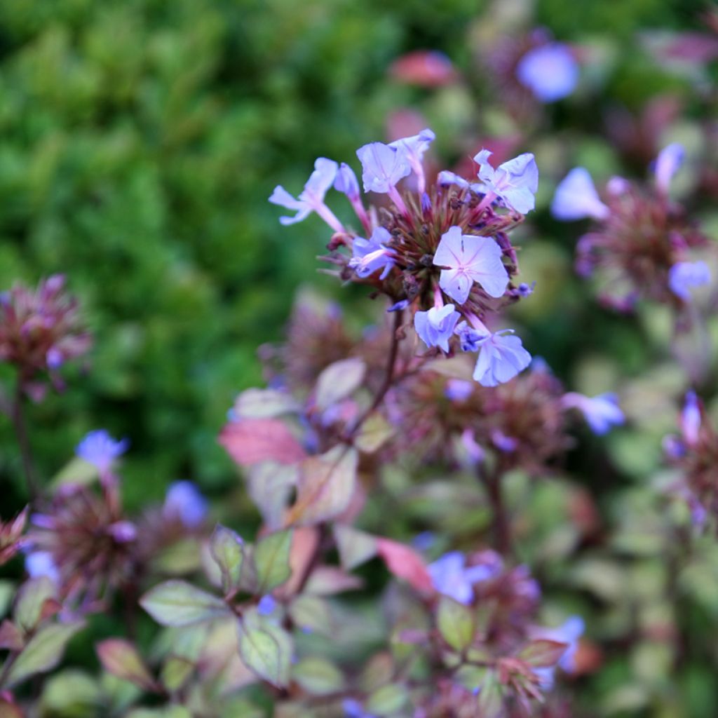 Ceratostigma willmottianum - Hornbleiwurz