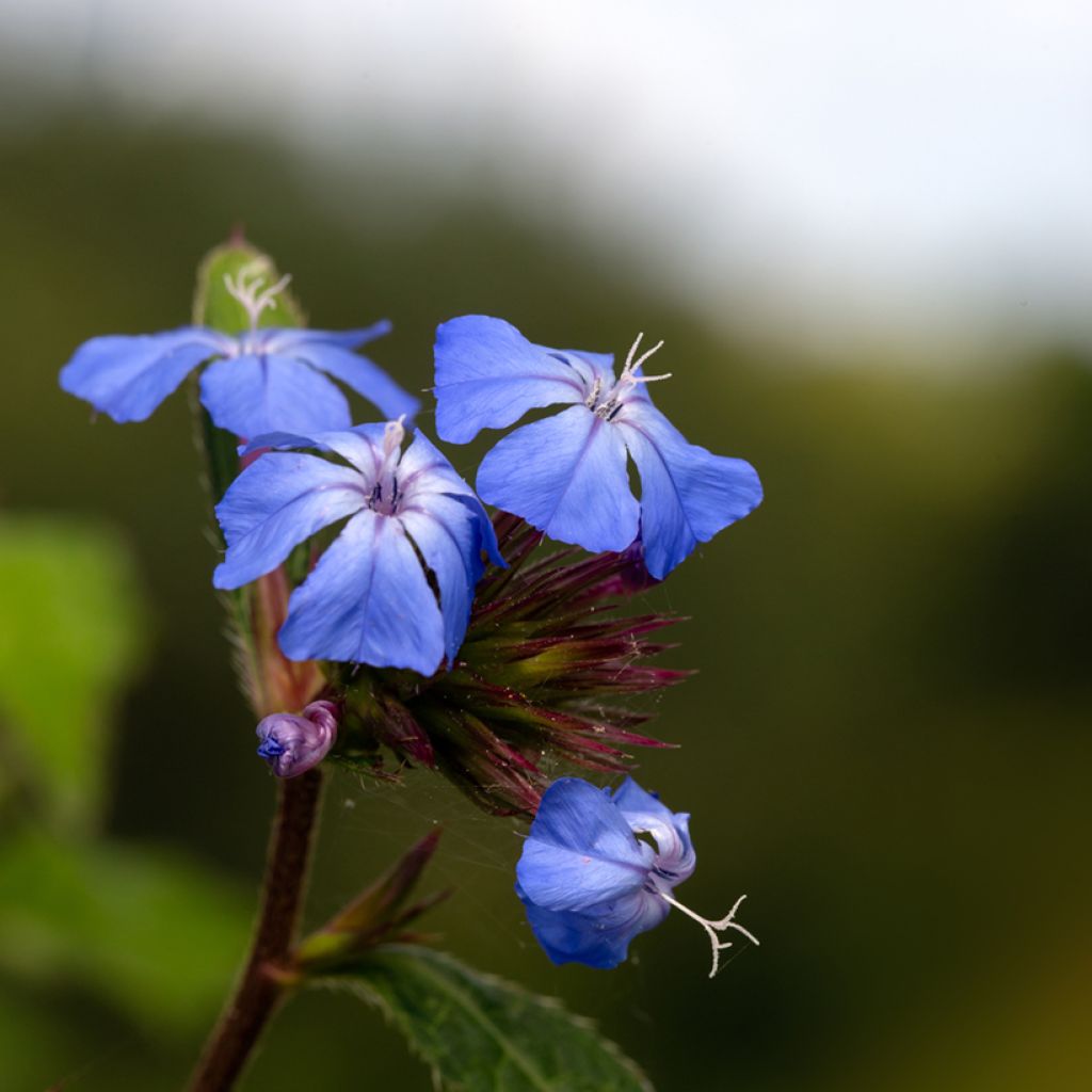 Ceratostigma willmottianum Forest Blue - Hornbleiwurz