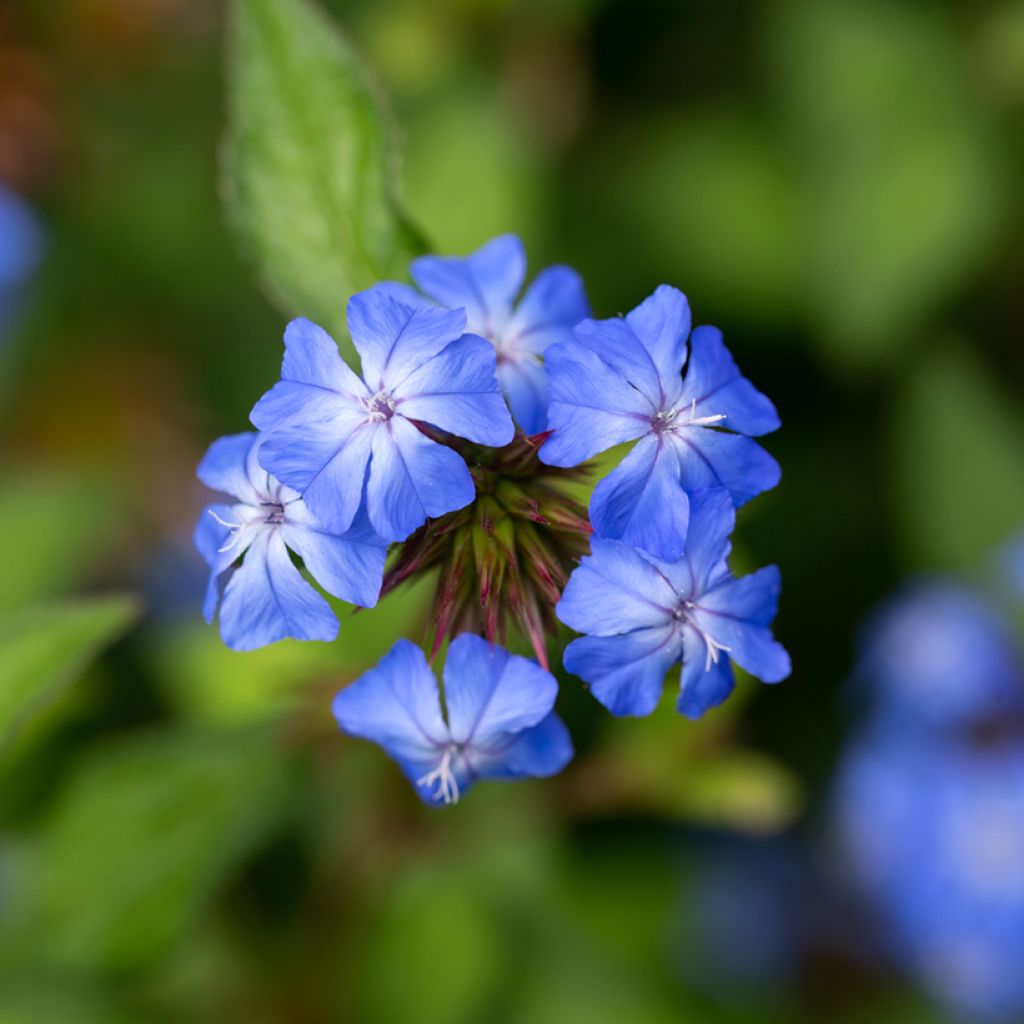 Ceratostigma willmottianum Forest Blue - Hornbleiwurz