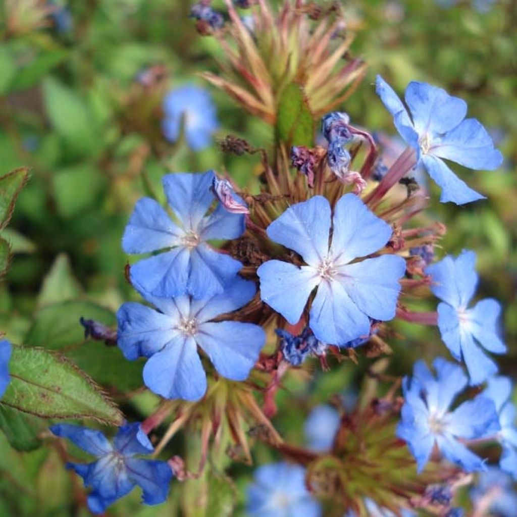 Ceratostigma willmottianum - Hornbleiwurz