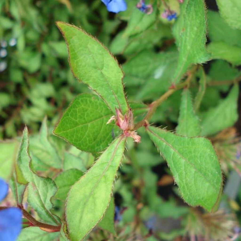 Ceratostigma willmottianum - Hornbleiwurz