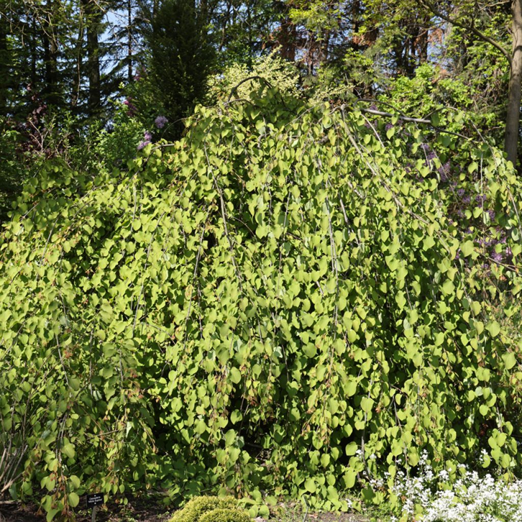 Japanischer Kuchenbaum Amazing Grace - Cercidiphyllum japonicum