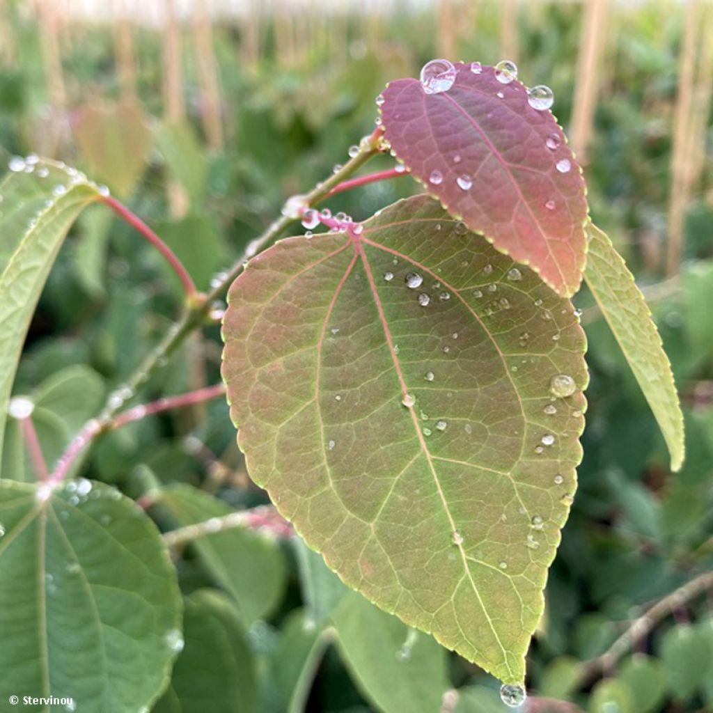 Japanischer Kuchenbaum Glowball - Cercidiphyllum japonicum