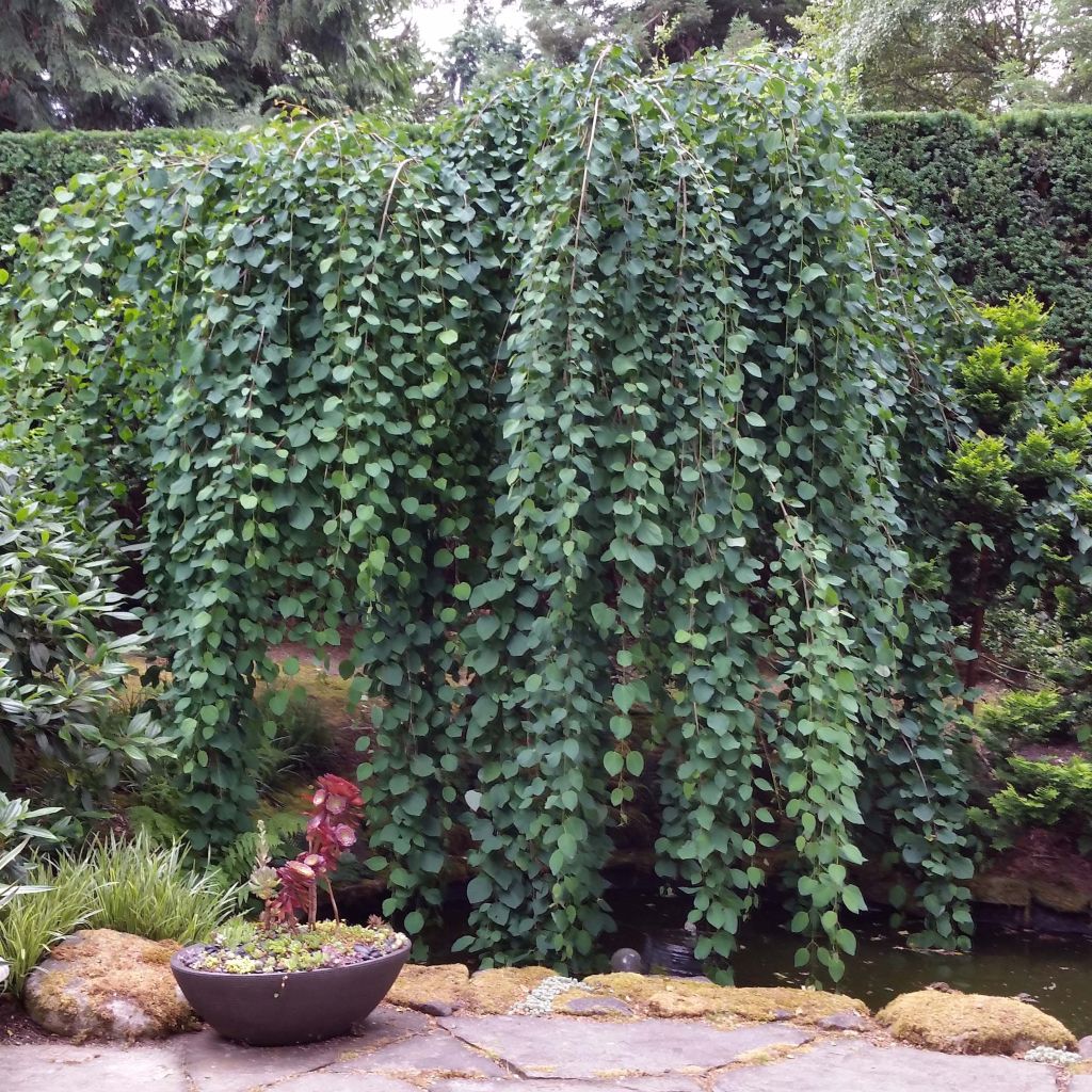 Japanischer Kuchenbaum Pendulum - Cercidiphyllum japonicum