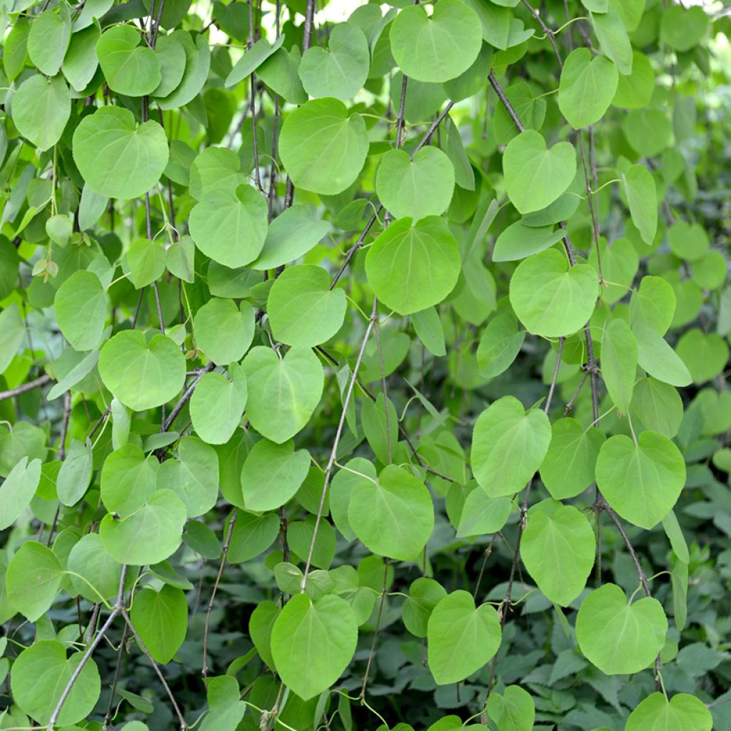 Japanischer Kuchenbaum Pendulum - Cercidiphyllum japonicum