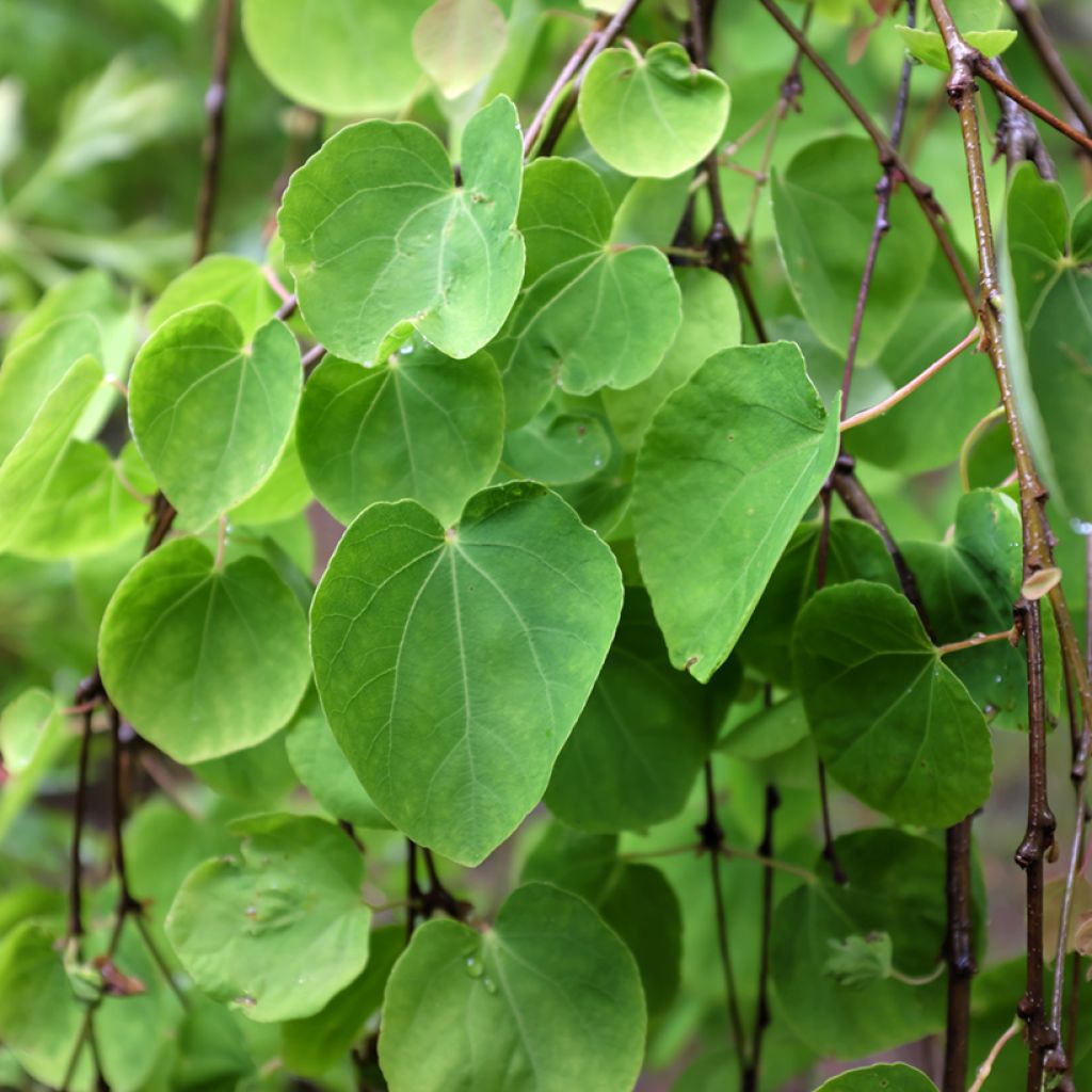 Japanischer Kuchenbaum Pendulum - Cercidiphyllum japonicum