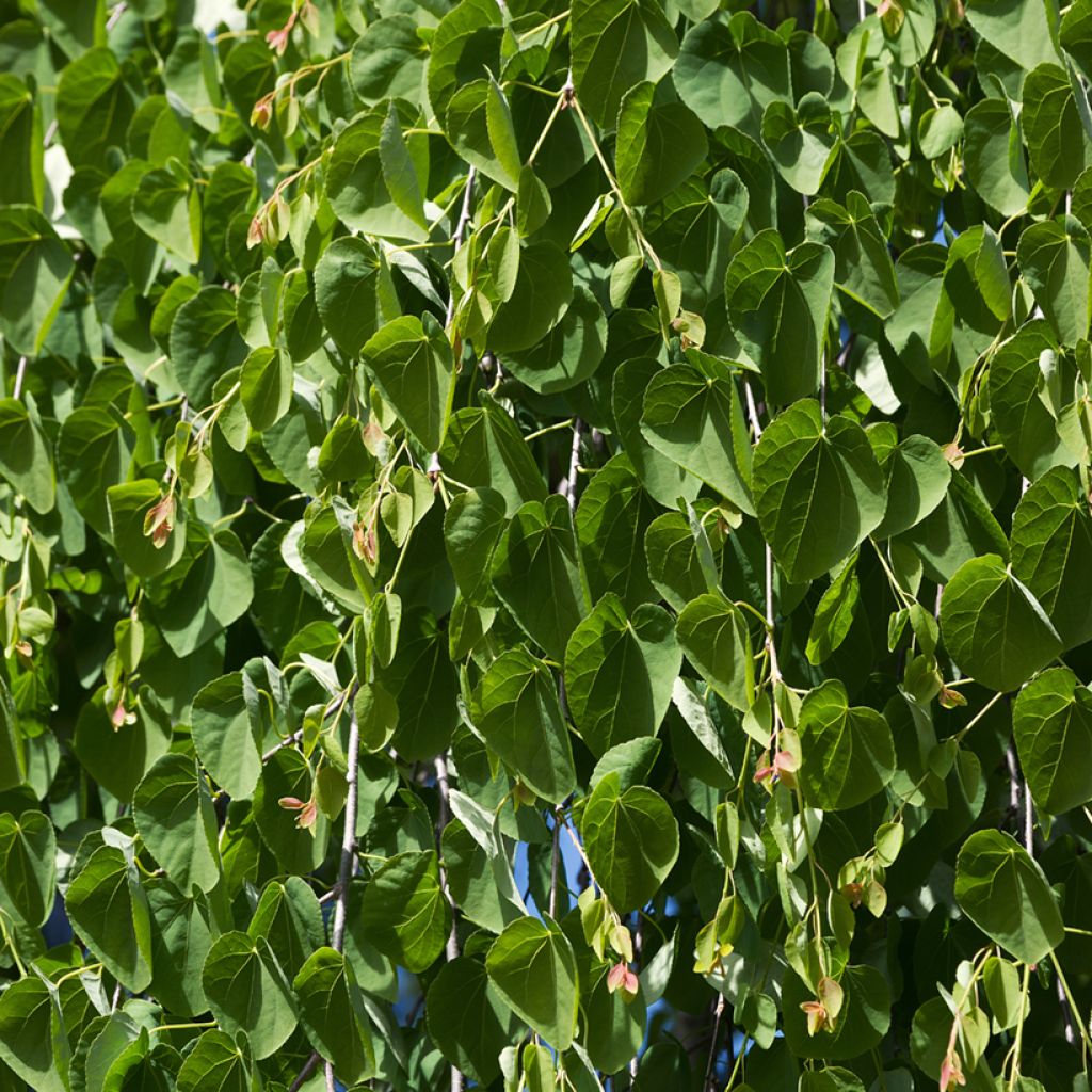 Japanischer Kuchenbaum Pendulum - Cercidiphyllum japonicum