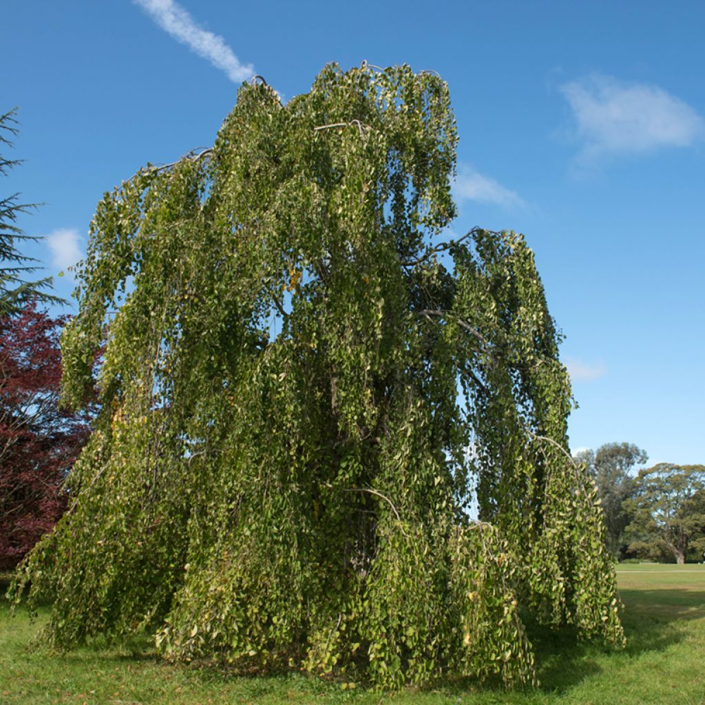 Japanischer Kuchenbaum Pendulum - Cercidiphyllum japonicum