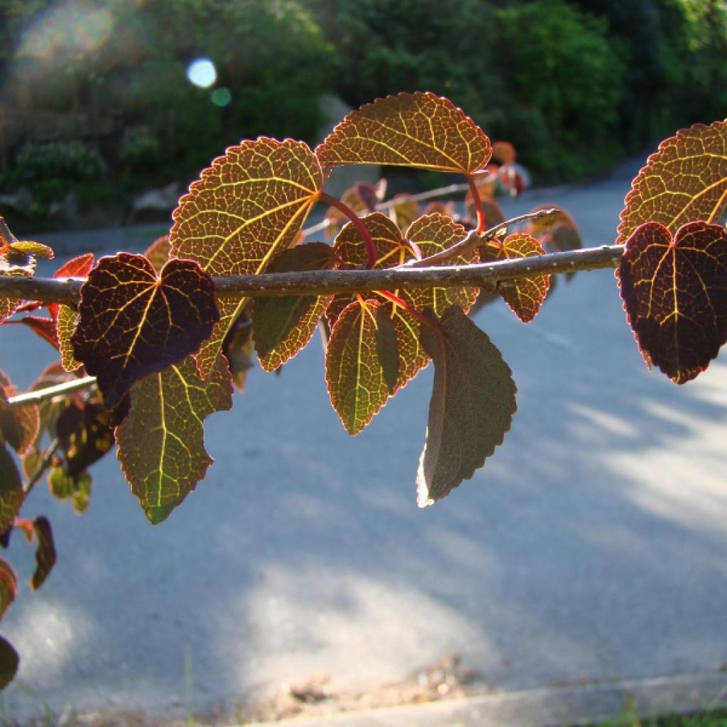 Japanischer Kuchenbaum Rotfuchs - Cercidiphyllum japonicum