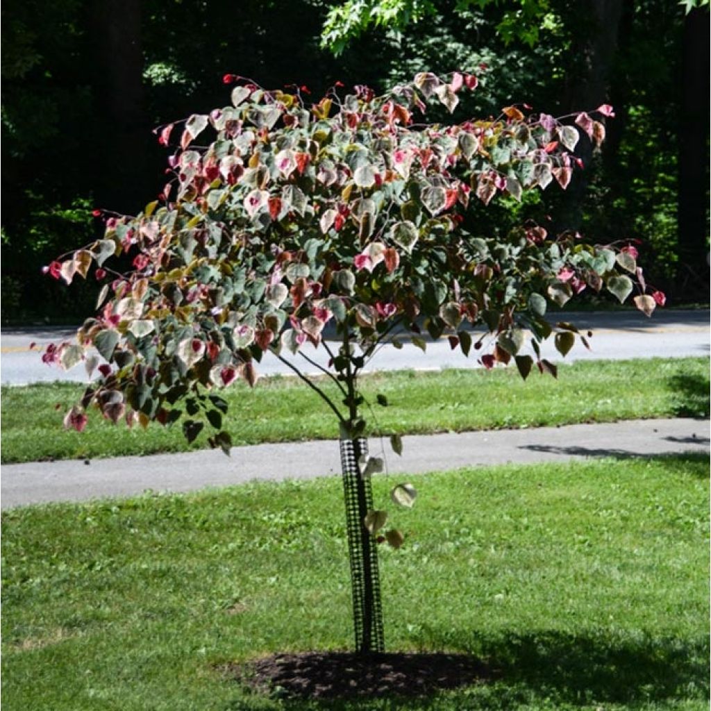 Kanadischer Judasbaum Carolina Sweetheart - Cercis canadensis