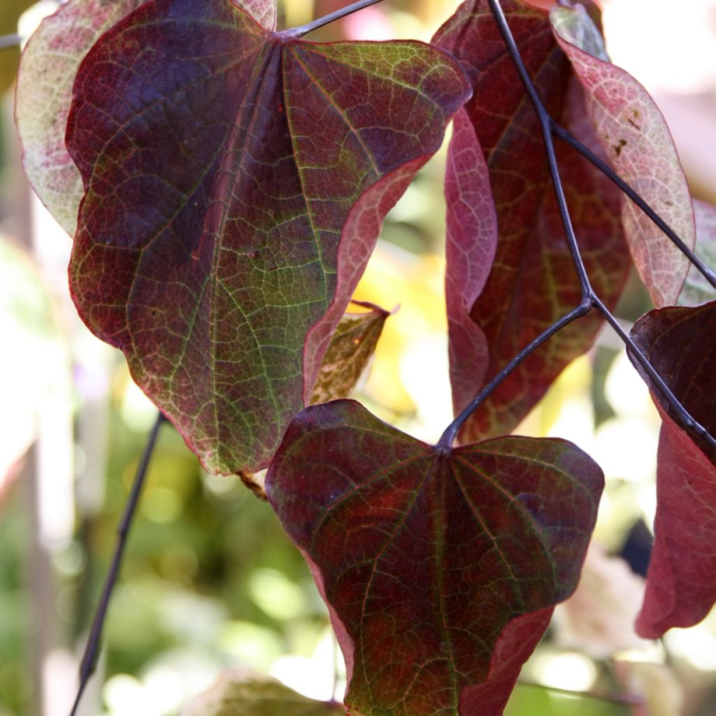 Kanadischer Judasbaum Carolina Sweetheart - Cercis canadensis