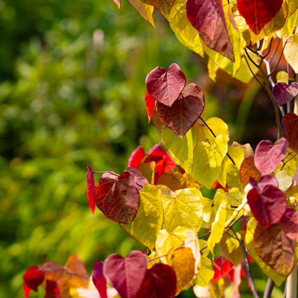 Kanadischer Judasbaum Eternal Flame - Cercis canadensis