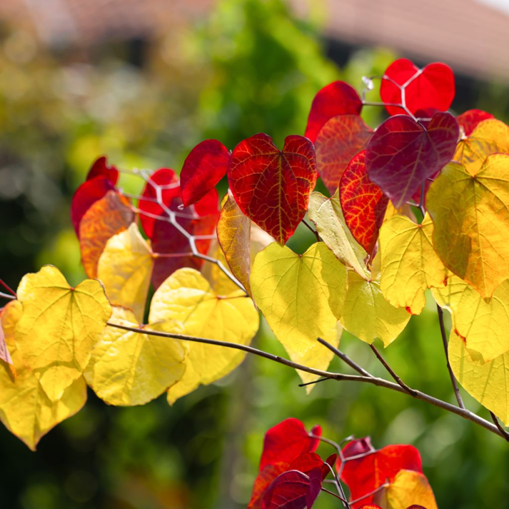 Kanadischer Judasbaum Eternal Flame - Cercis canadensis