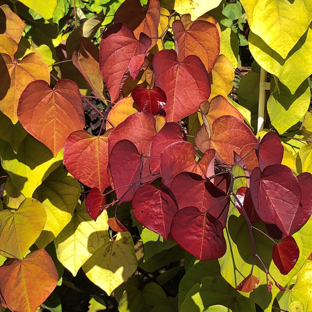 Kanadischer Judasbaum Eternal Flame - Cercis canadensis