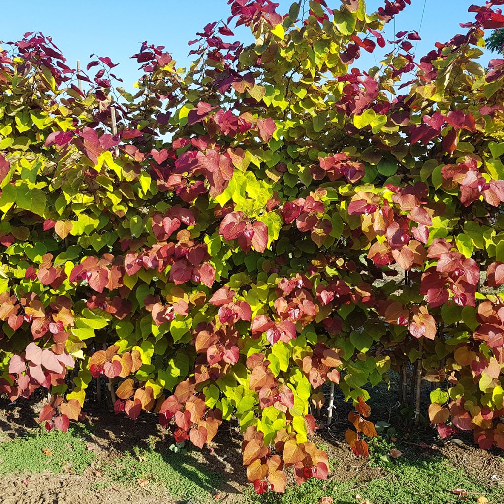 Cercis canadensis Eternal Flame - Gainier du Canada 