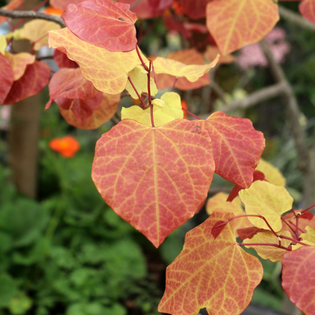 Kanadischer Judasbaum Eternal Flame - Cercis canadensis