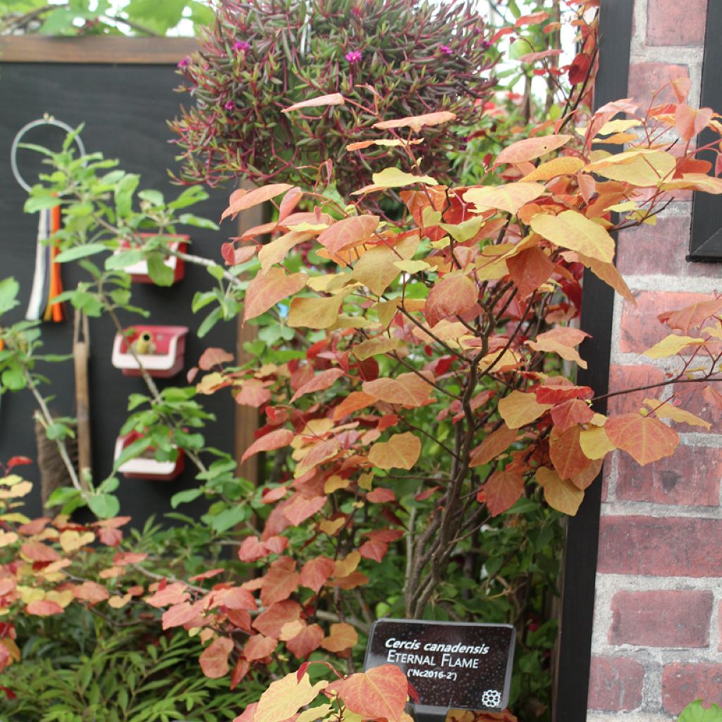 Kanadischer Judasbaum Eternal Flame - Cercis canadensis