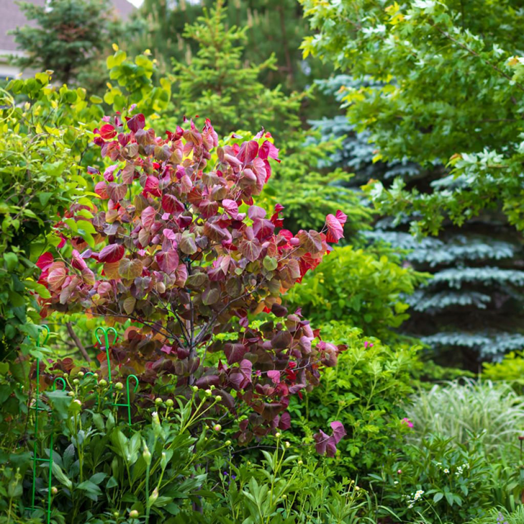 Kanadischer Judasbaum Forest Pansy - Cercis canadensis