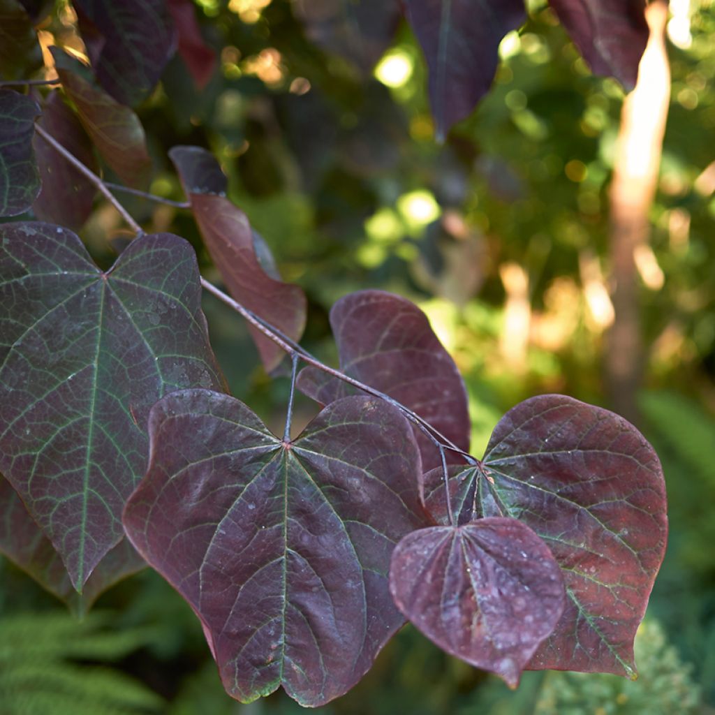 Kanadischer Judasbaum Forest Pansy - Cercis canadensis