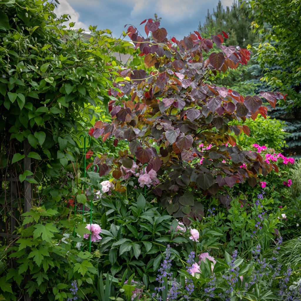 Kanadischer Judasbaum Forest Pansy - Cercis canadensis