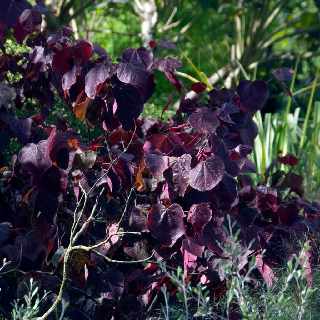 Kanadischer Judasbaum Forest Pansy - Cercis canadensis