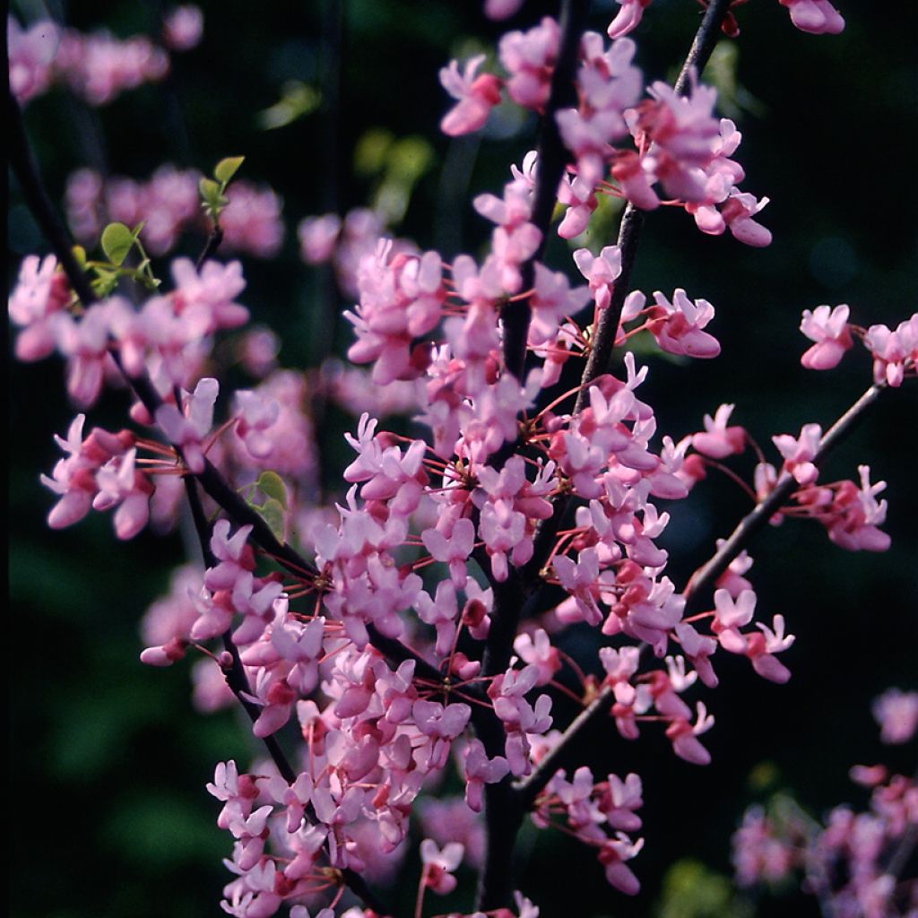 Kanadischer Judasbaum - Cercis canadensis 