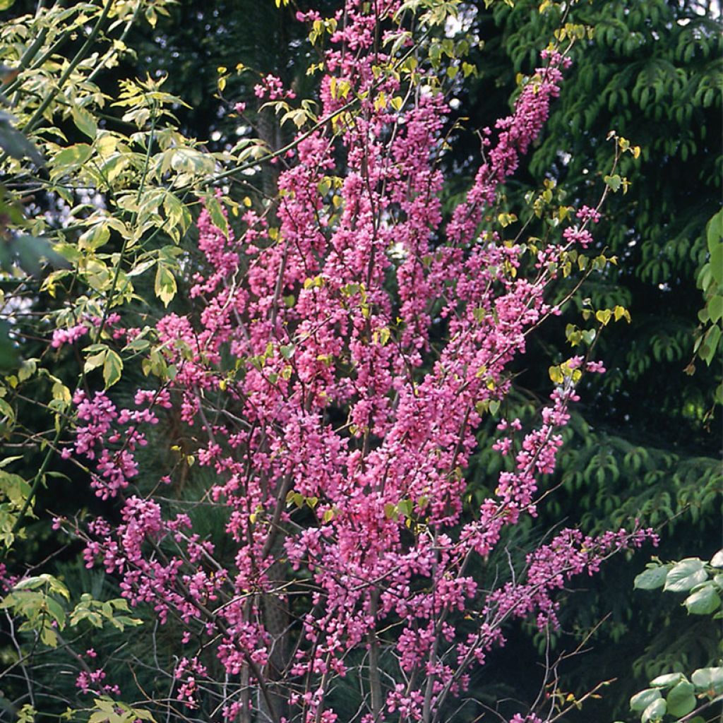 Kanadischer Judasbaum - Cercis canadensis 