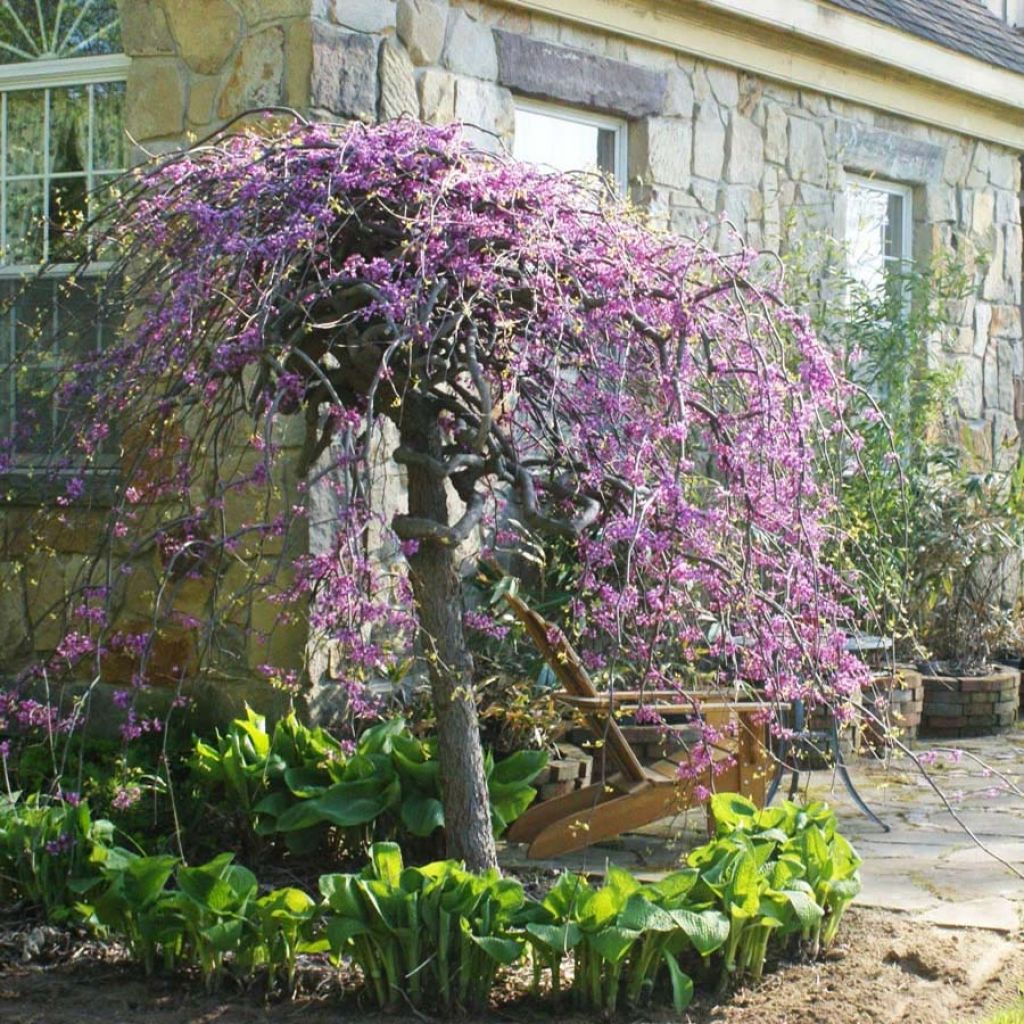 Kanadischer Judasbaum Lavender Twist - Cercis canadensis