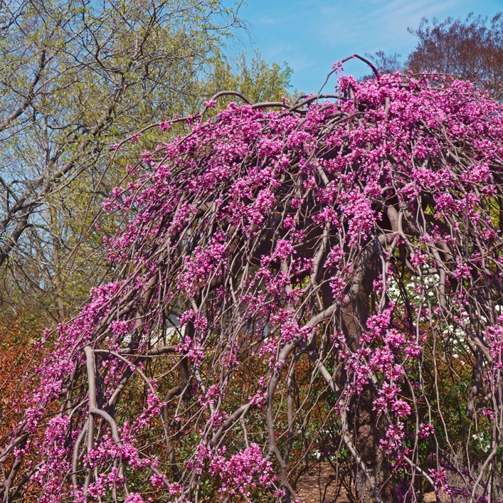 Kanadischer Judasbaum Lavender Twist - Cercis canadensis