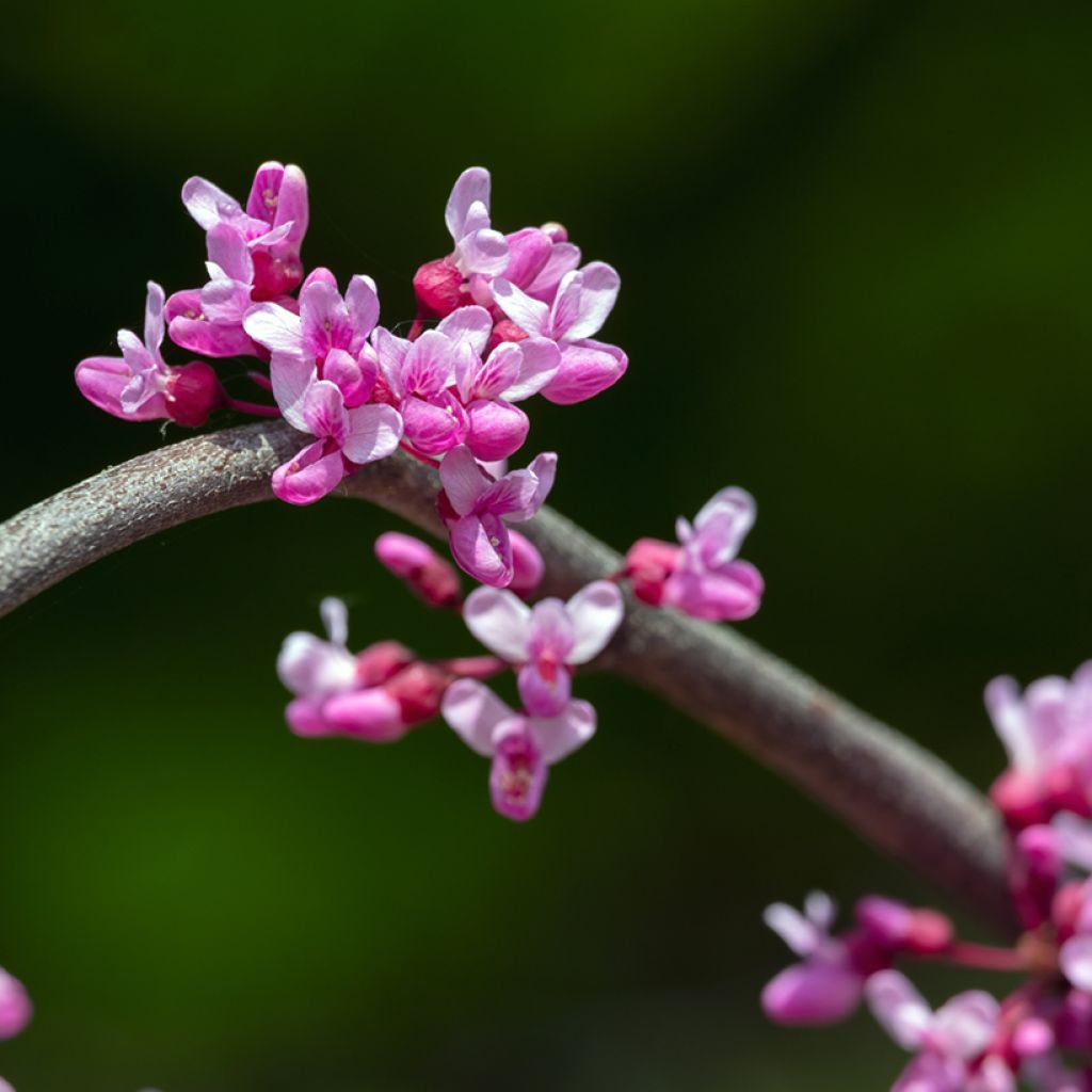 Kanadischer Judasbaum Lavender Twist - Cercis canadensis