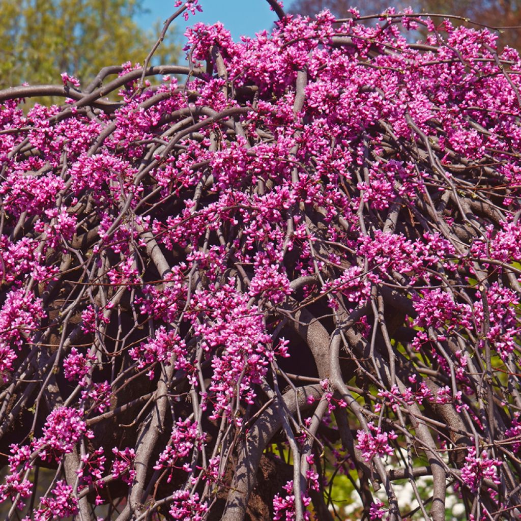 Kanadischer Judasbaum Lavender Twist - Cercis canadensis