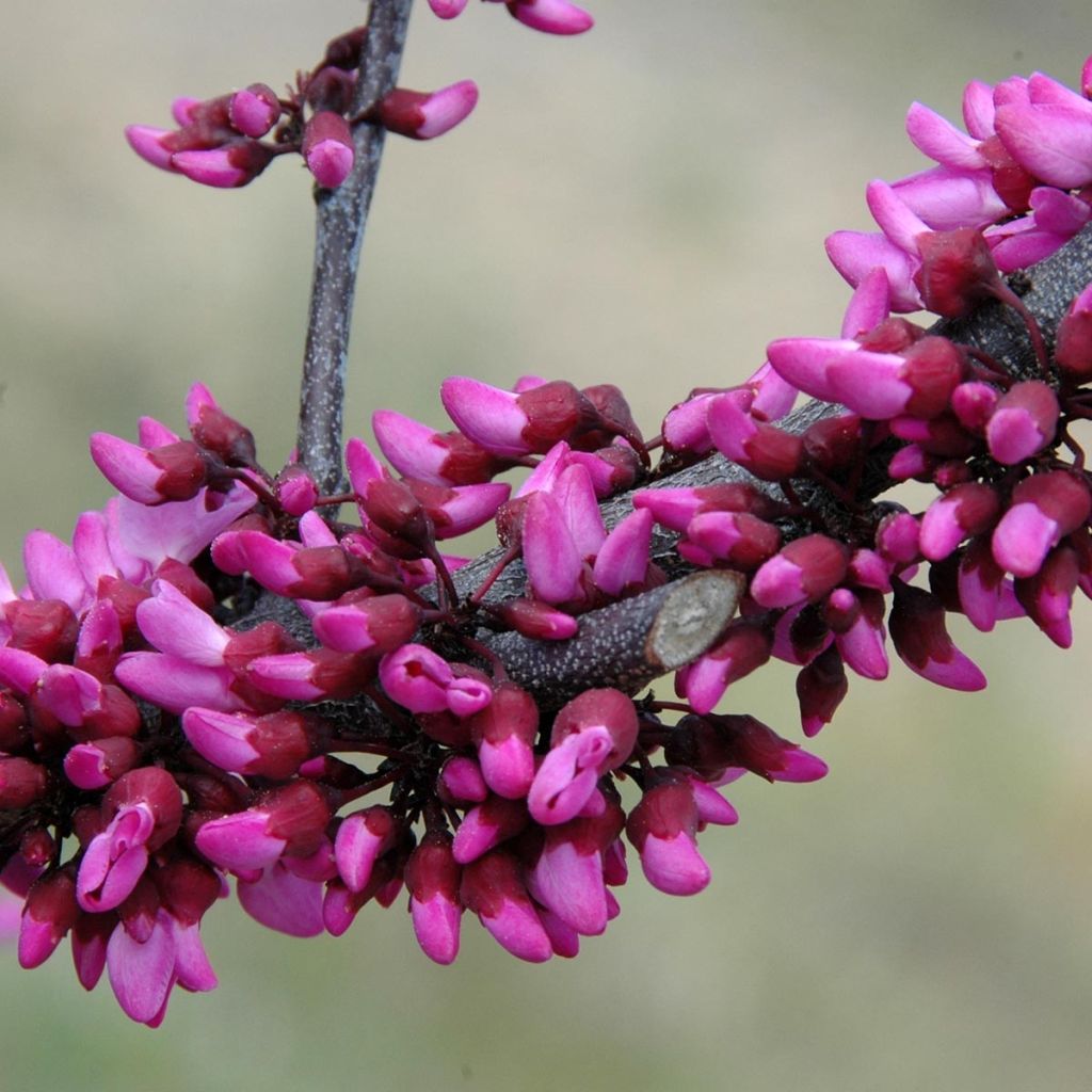 Kanadischer Judasbaum Merlot - Cercis canadensis