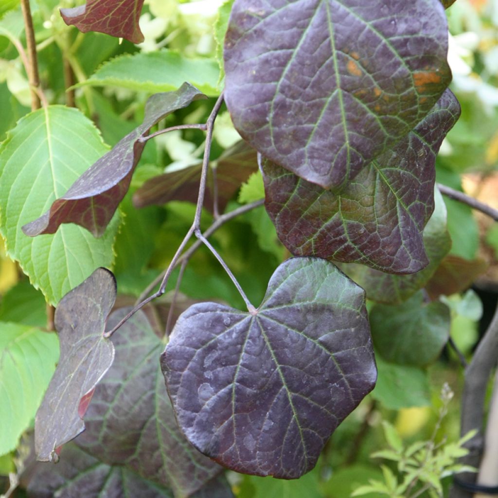 Kanadischer Judasbaum Ruby Falls - Cercis canadensis