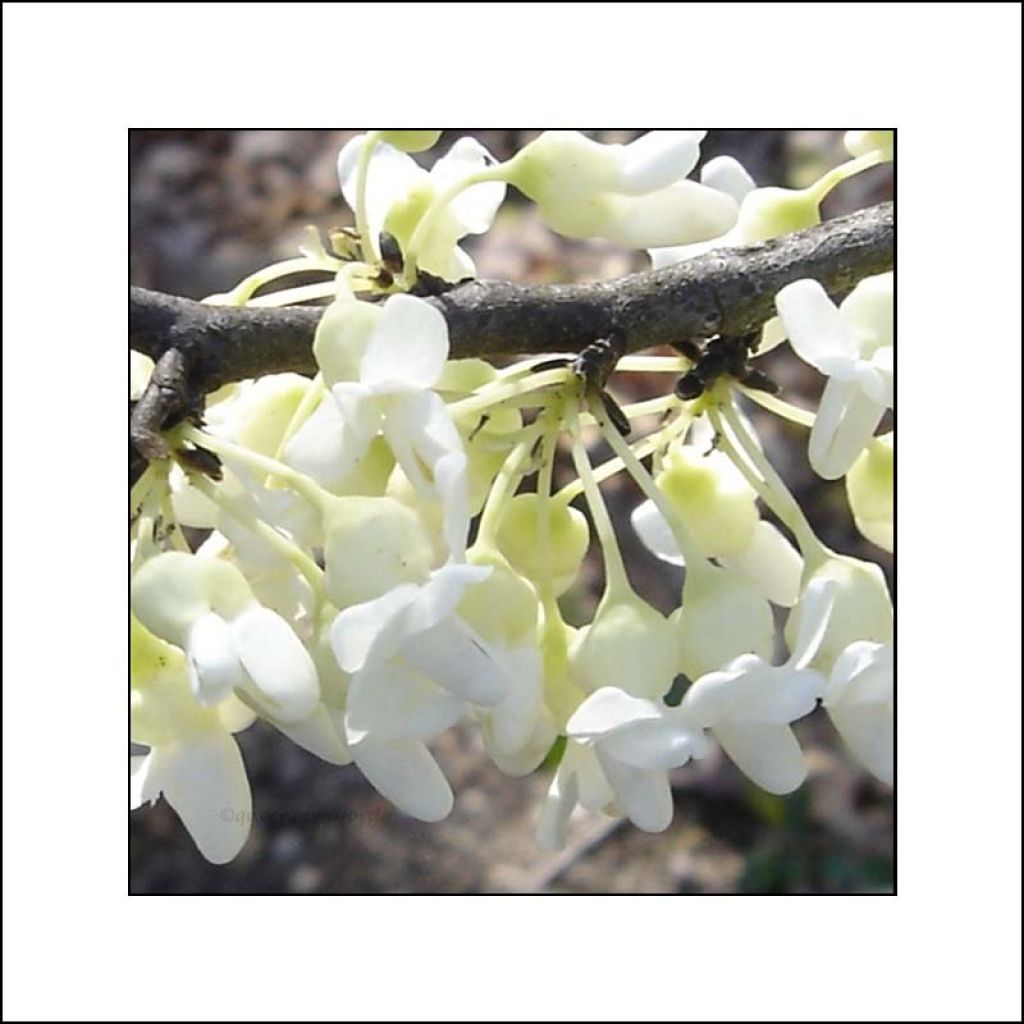 Cercis canadensis Vanilla Twist - Gainier du Canada