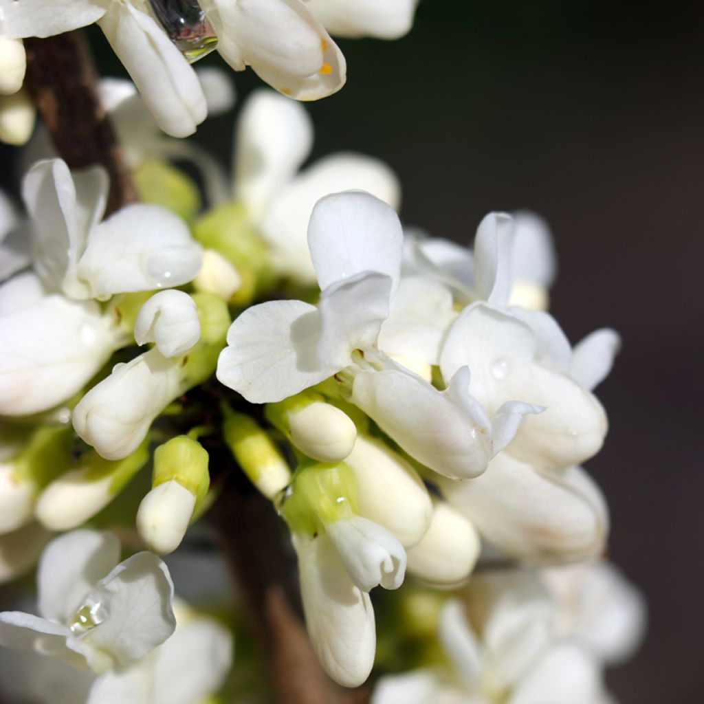 Kanadischer Judasbaum Vanilla Twist - Cercis canadensis