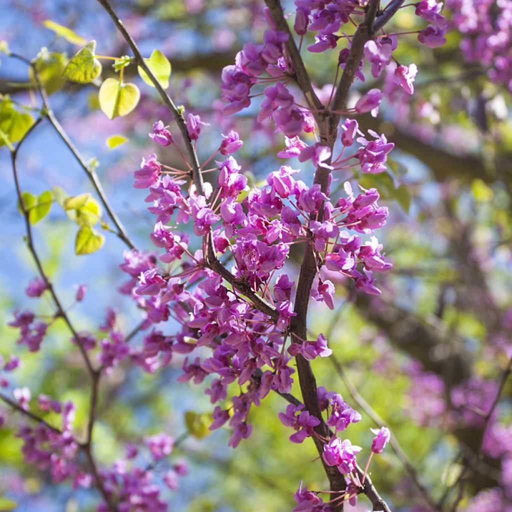 Kanadischer Judasbaum - Cercis canadensis 