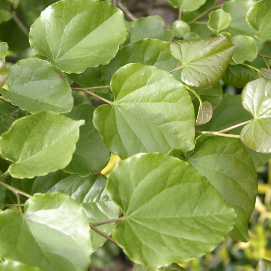 Kanadischer Judasbaum var.texensis Oklahoma - Cercis canadensis