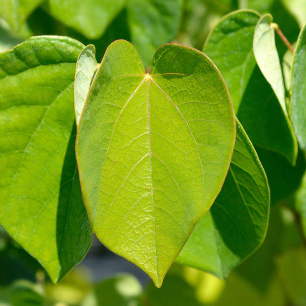 Chinesischer Judasbaum Avondale - Cercis chinensis