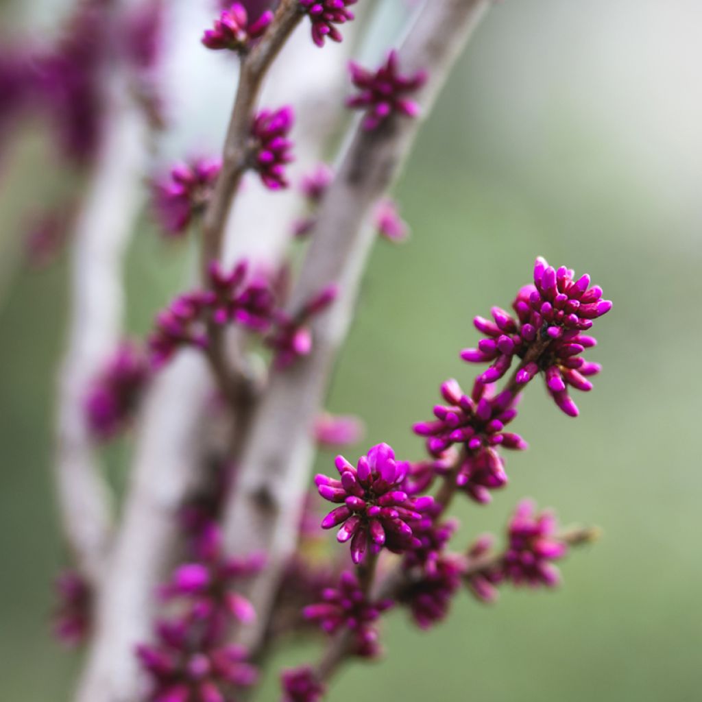 Chinesischer Judasbaum Avondale - Cercis chinensis