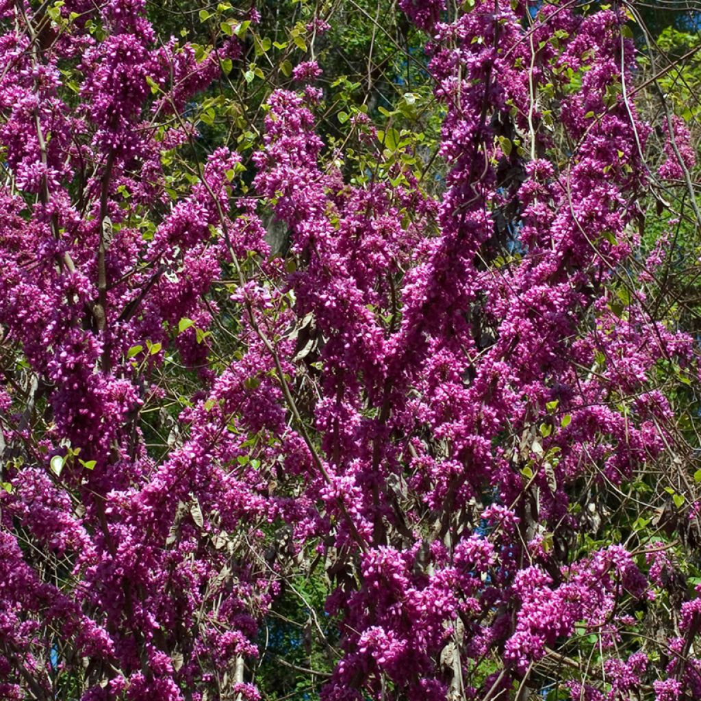 Chinesischer Judasbaum Avondale - Cercis chinensis