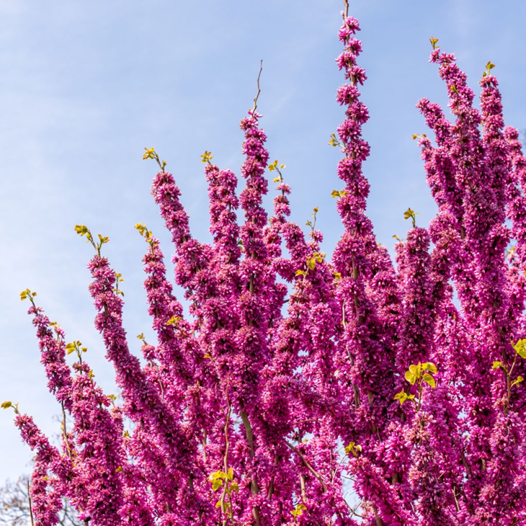 Chinesischer Judasbaum Avondale - Cercis chinensis