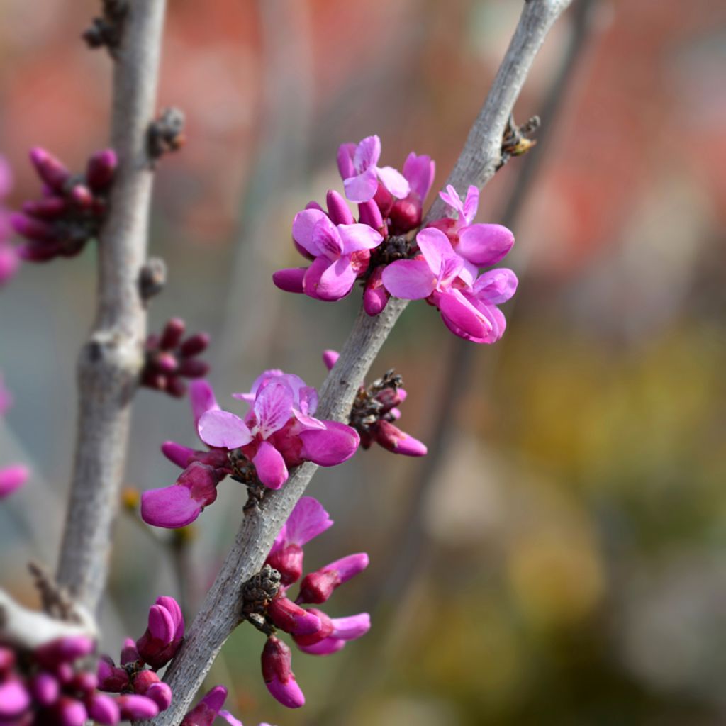 Chinesischer Judasbaum Avondale - Cercis chinensis