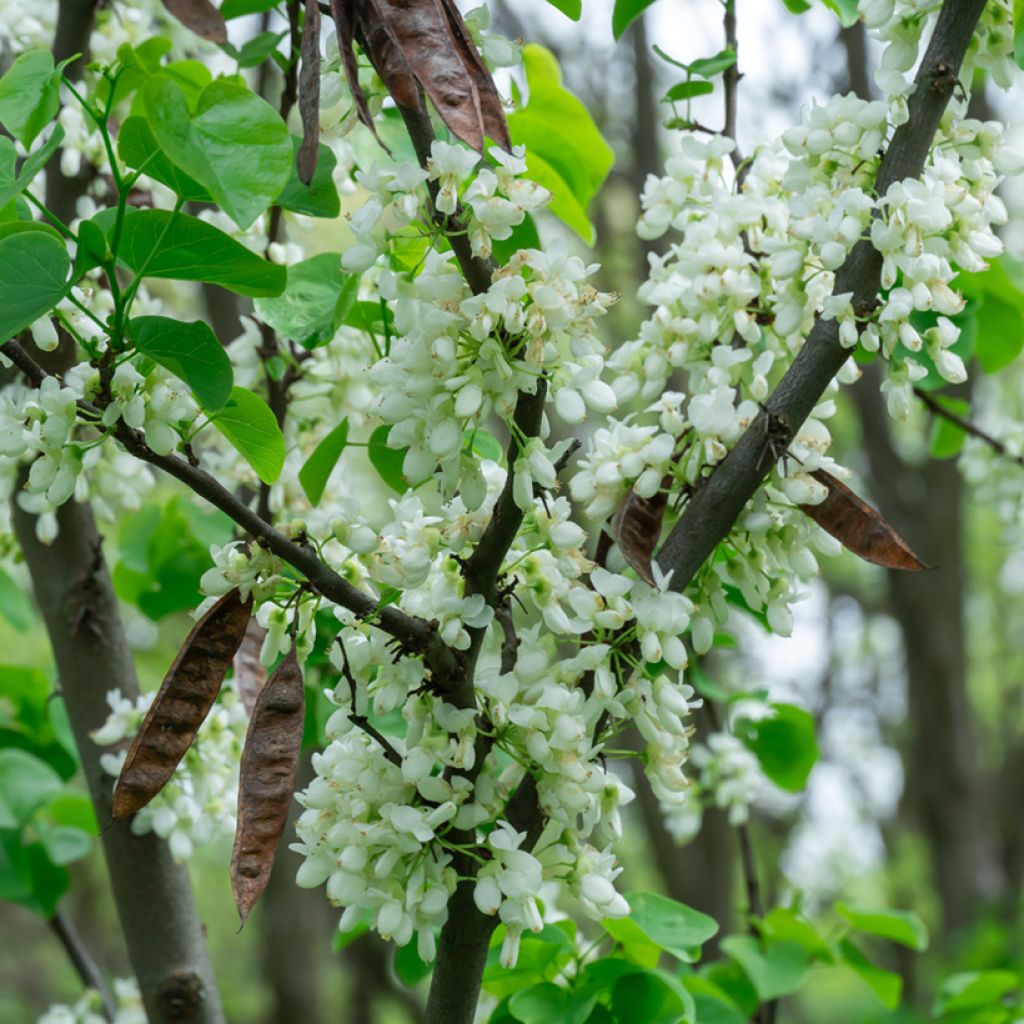 Chinesischer Judasbaum Shirobana - Cercis chinensis