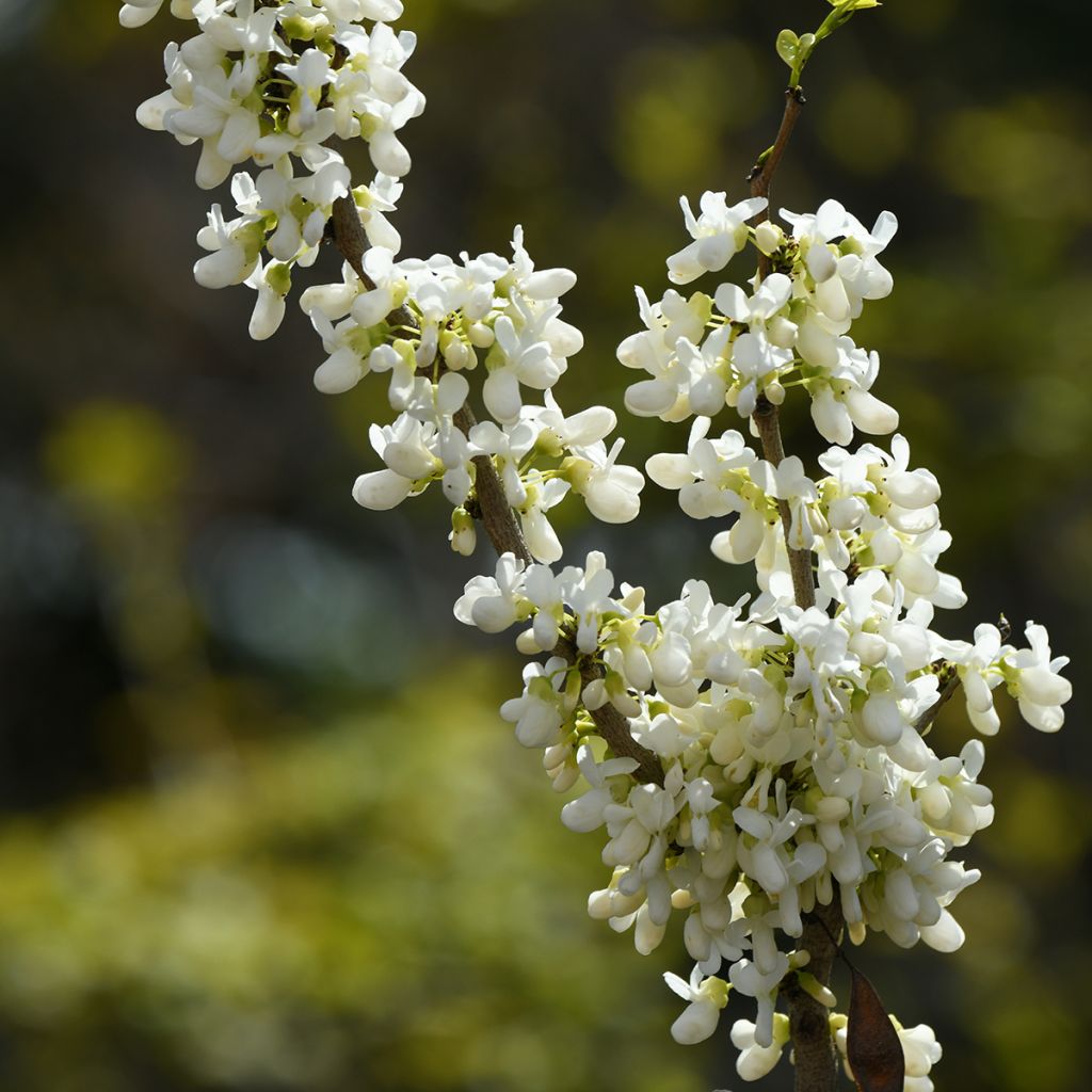 Chinesischer Judasbaum Shirobana - Cercis chinensis