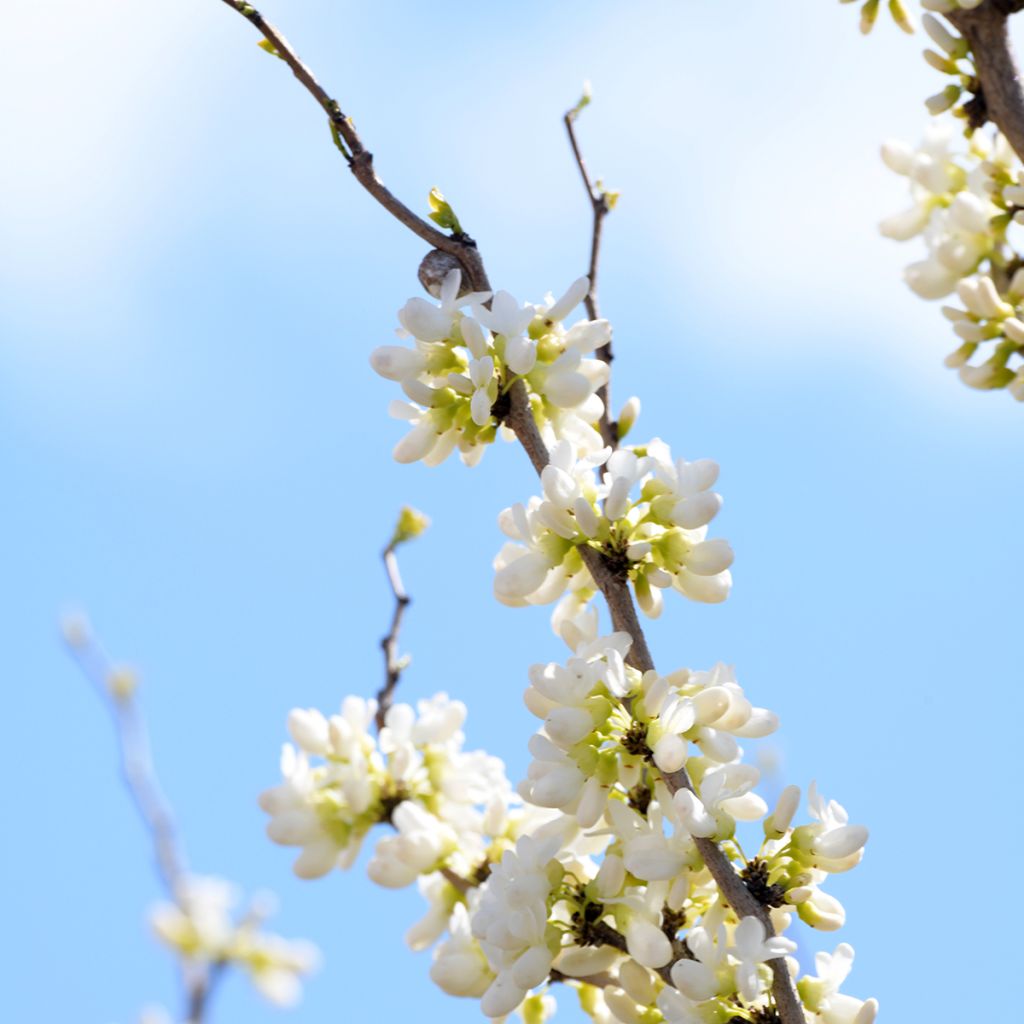 Cercis chinensis Shirobana - Gainier de Chine