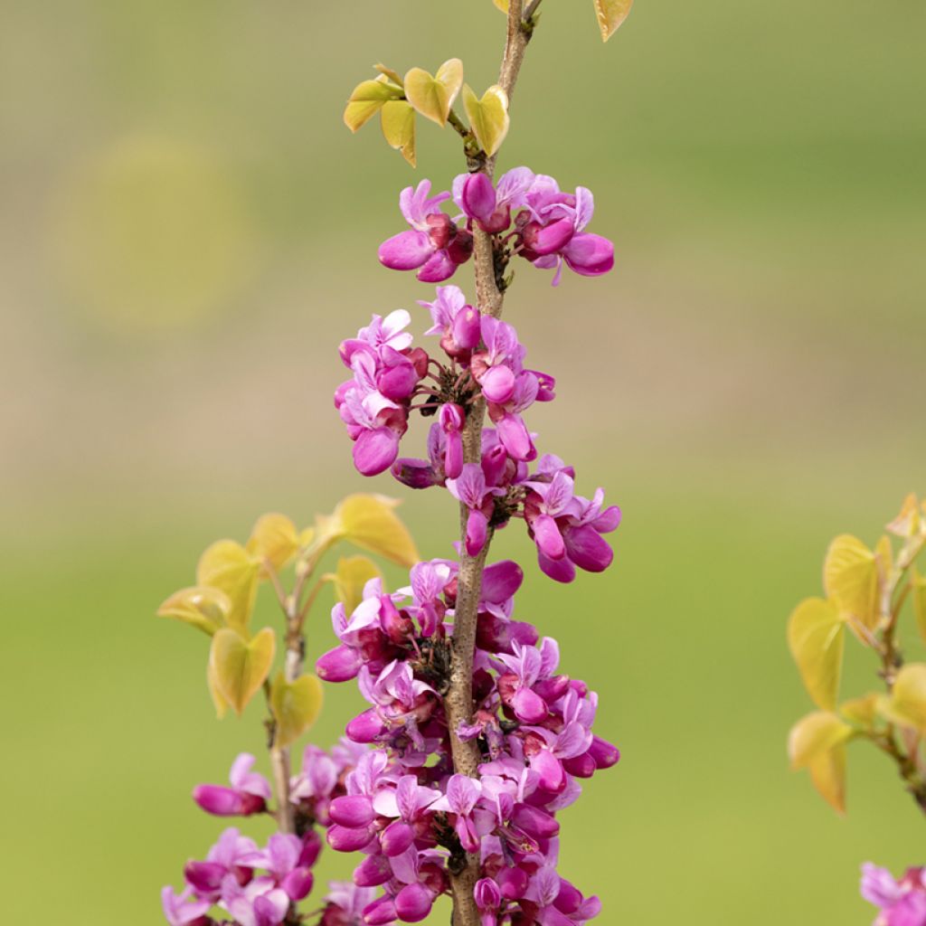 Judasbaum - Cercis siliquastrum