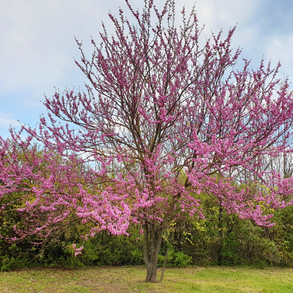 Judasbaum - Cercis siliquastrum