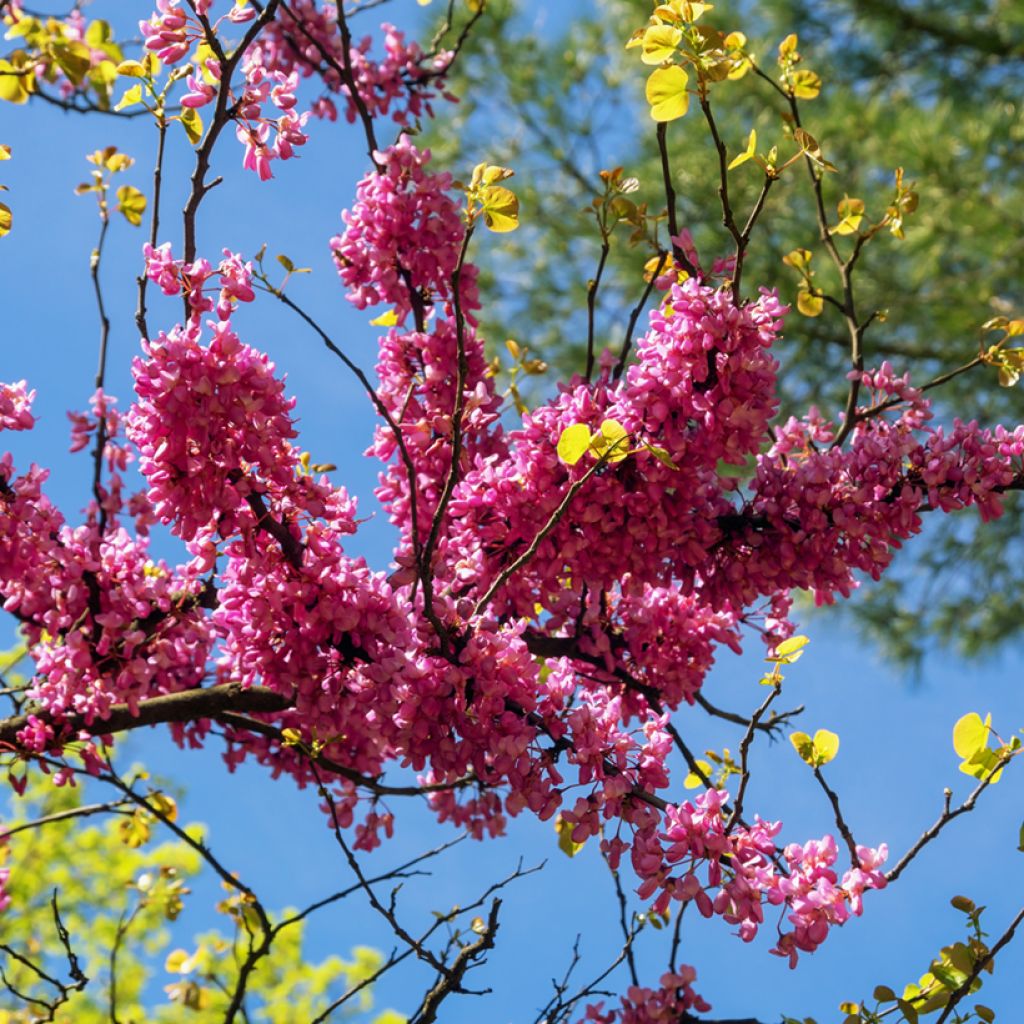 Judasbaum - Cercis siliquastrum